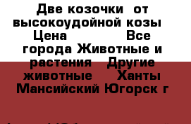 Две козочки  от высокоудойной козы › Цена ­ 20 000 - Все города Животные и растения » Другие животные   . Ханты-Мансийский,Югорск г.